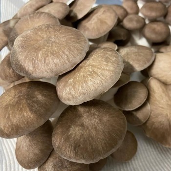 Mushroom Spawn 1.7kg -  Black Pearl Oyster (Pleurotus Ostreatus)  - FREE Shipping
